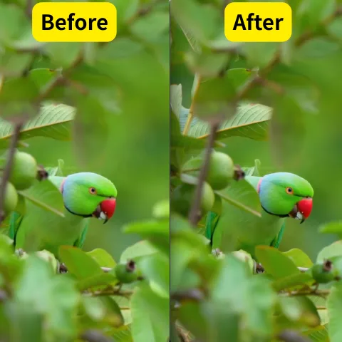 緑色の鳥のビデオ